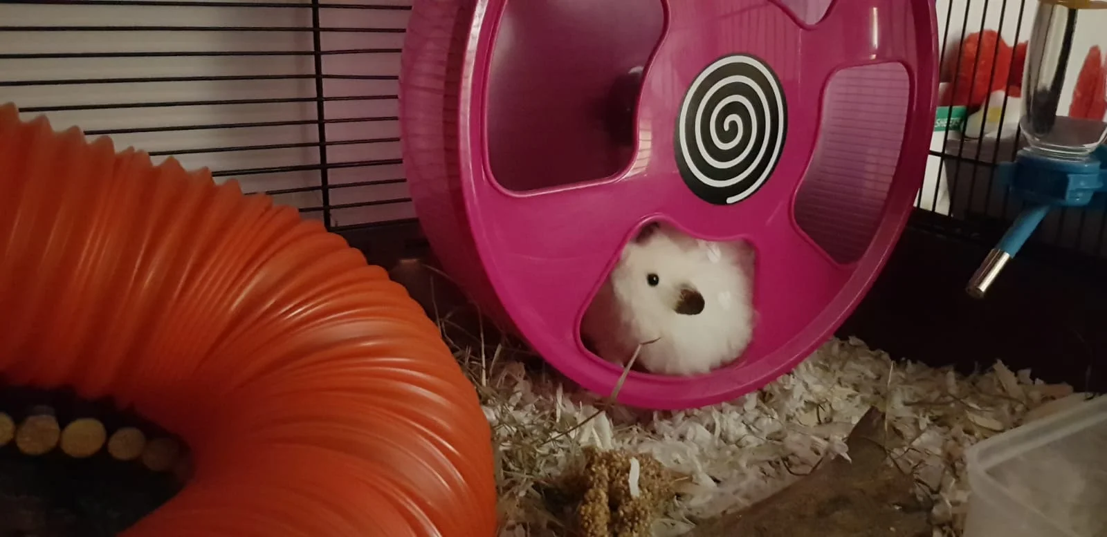 20cm hamster wheel