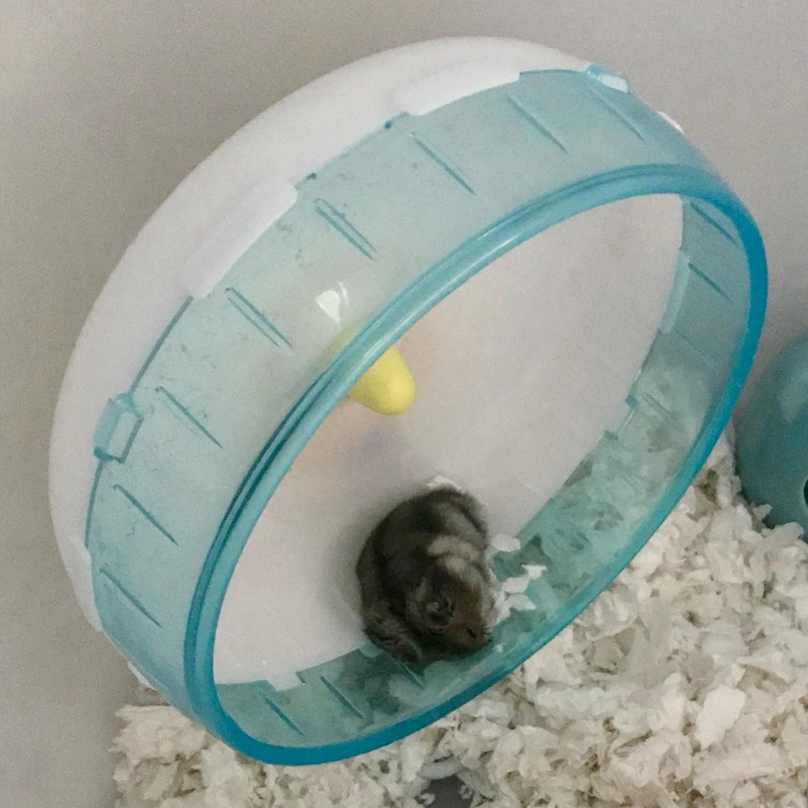 Clearance robo hamster wheel size Online