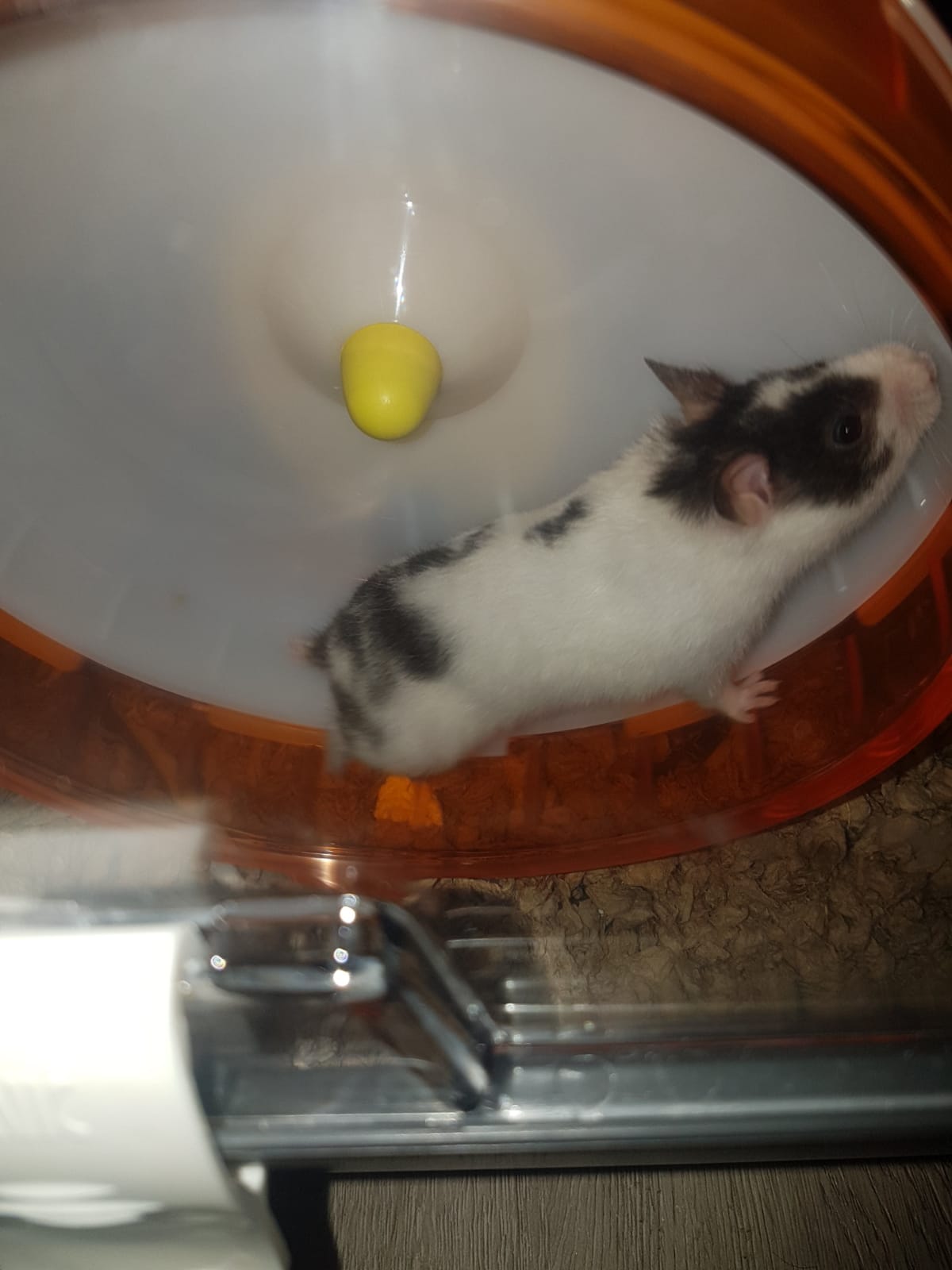 All about wheels for hamsters — Hamster Society (Singapore)