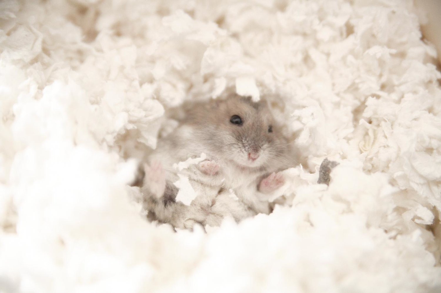 8. Hamsters need both substrate and nesting material in their cages.