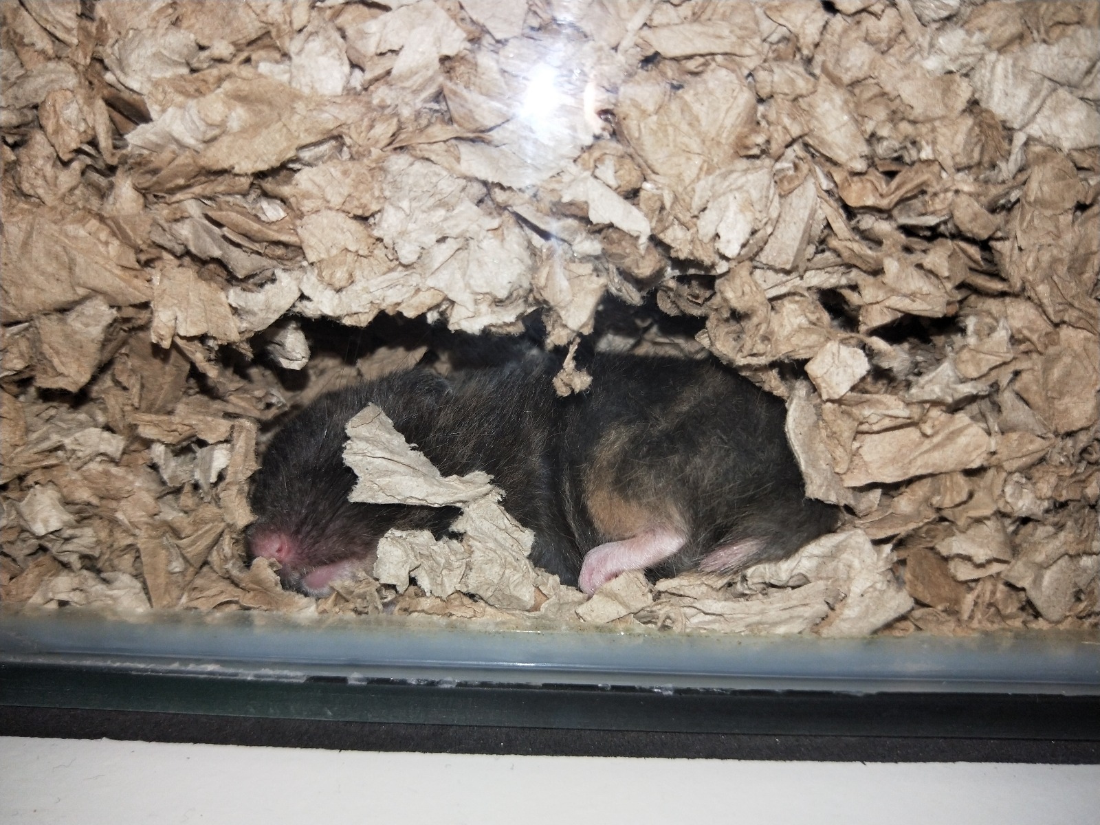 Safe Hamster Bedding — Hamster Society 