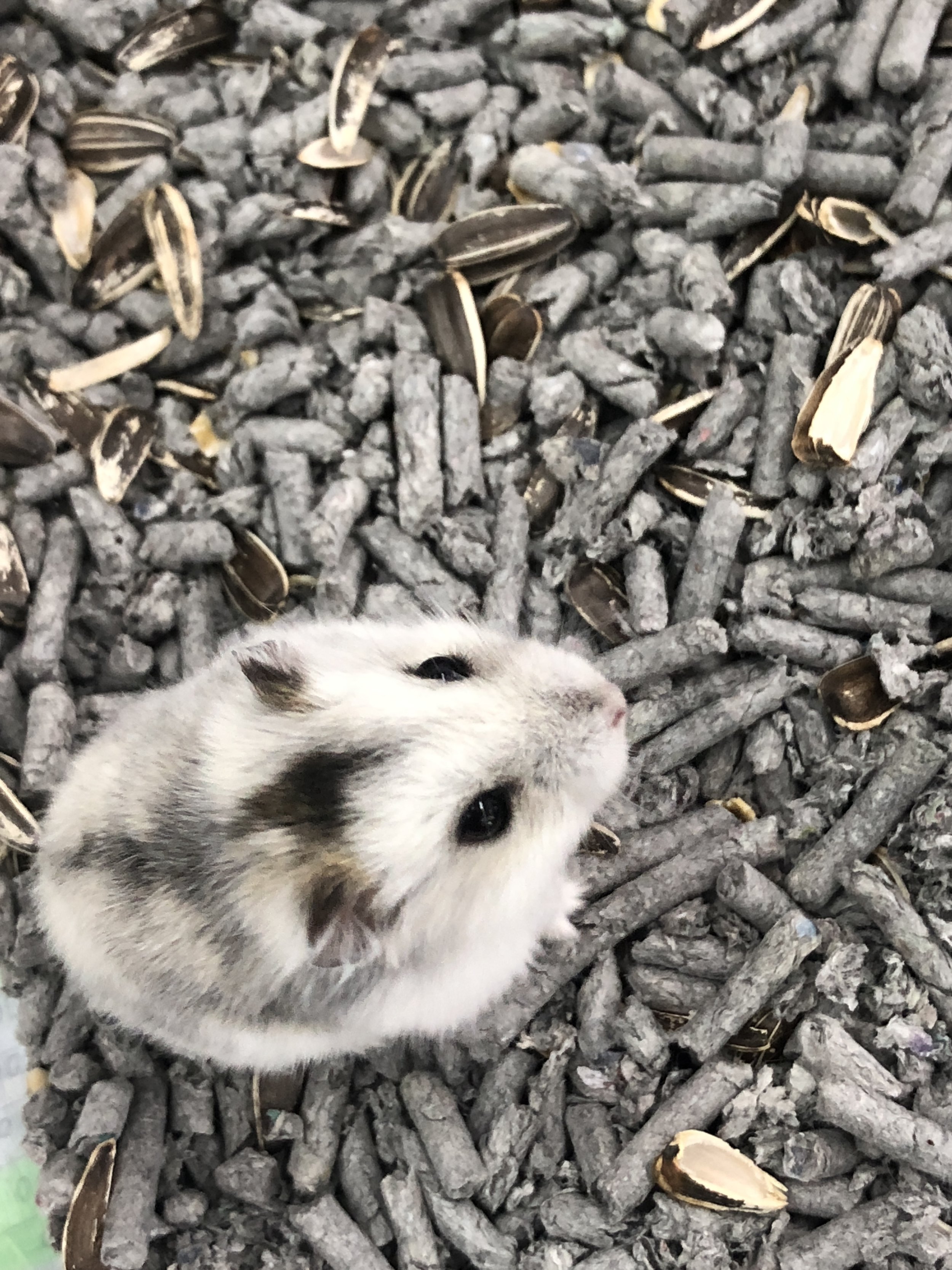Paper Bedding Aspen Hamster Bedding Aspen Wood Shavings For