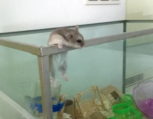 Best cage for winter white hamster hotsell
