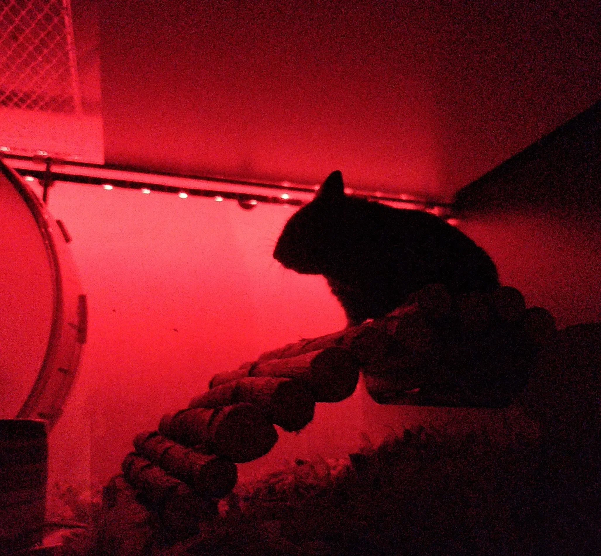 large hamster tunnels