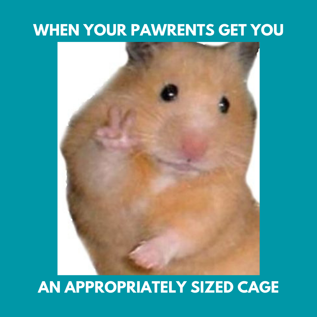 minimum floor space for dwarf hamster