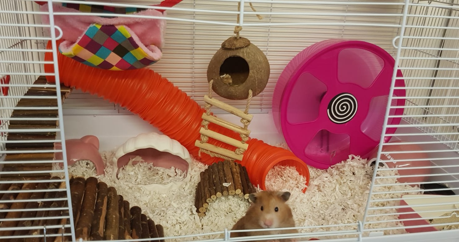 Minimum Cage Size for a Hamster 