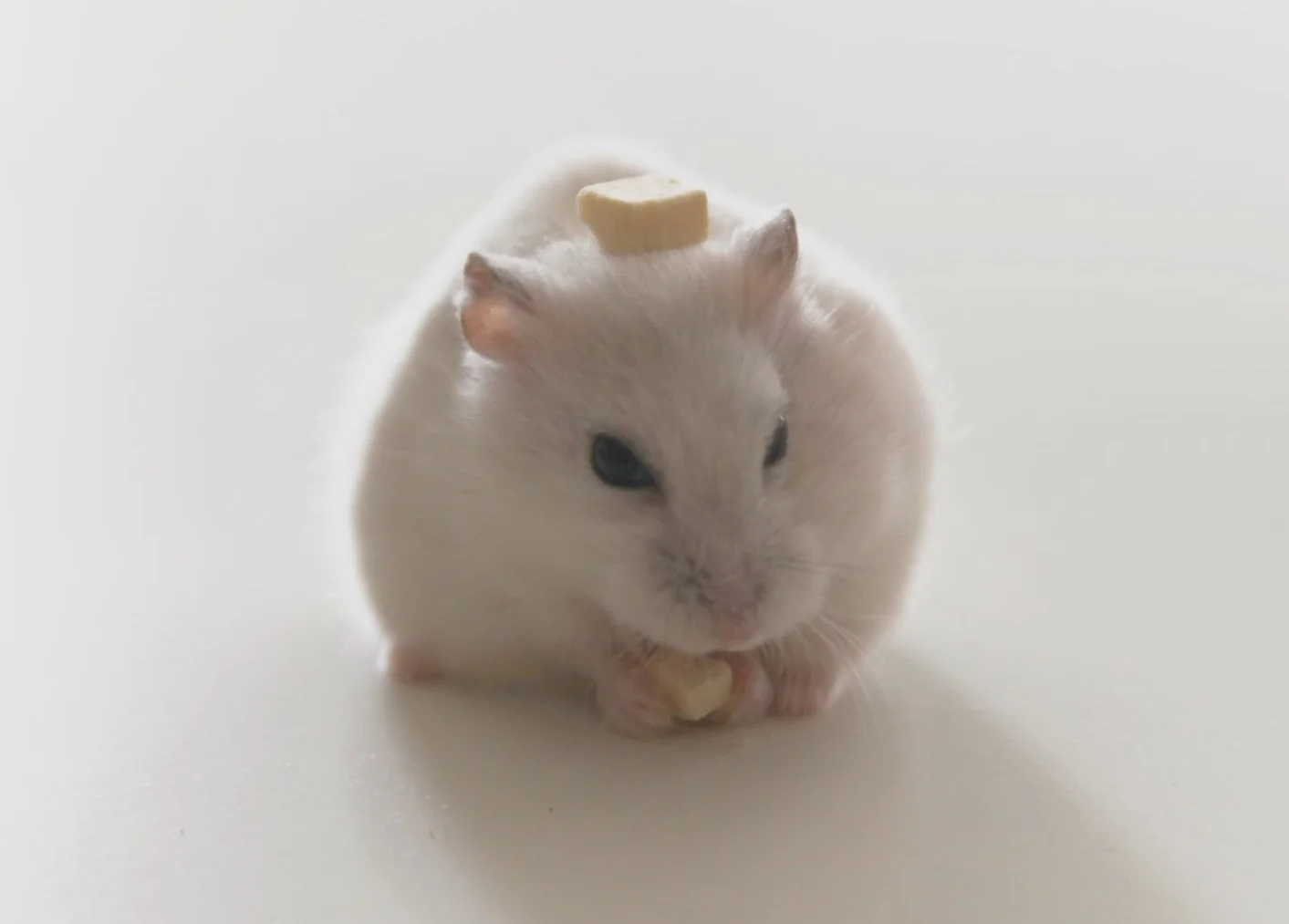 barless hamster cage