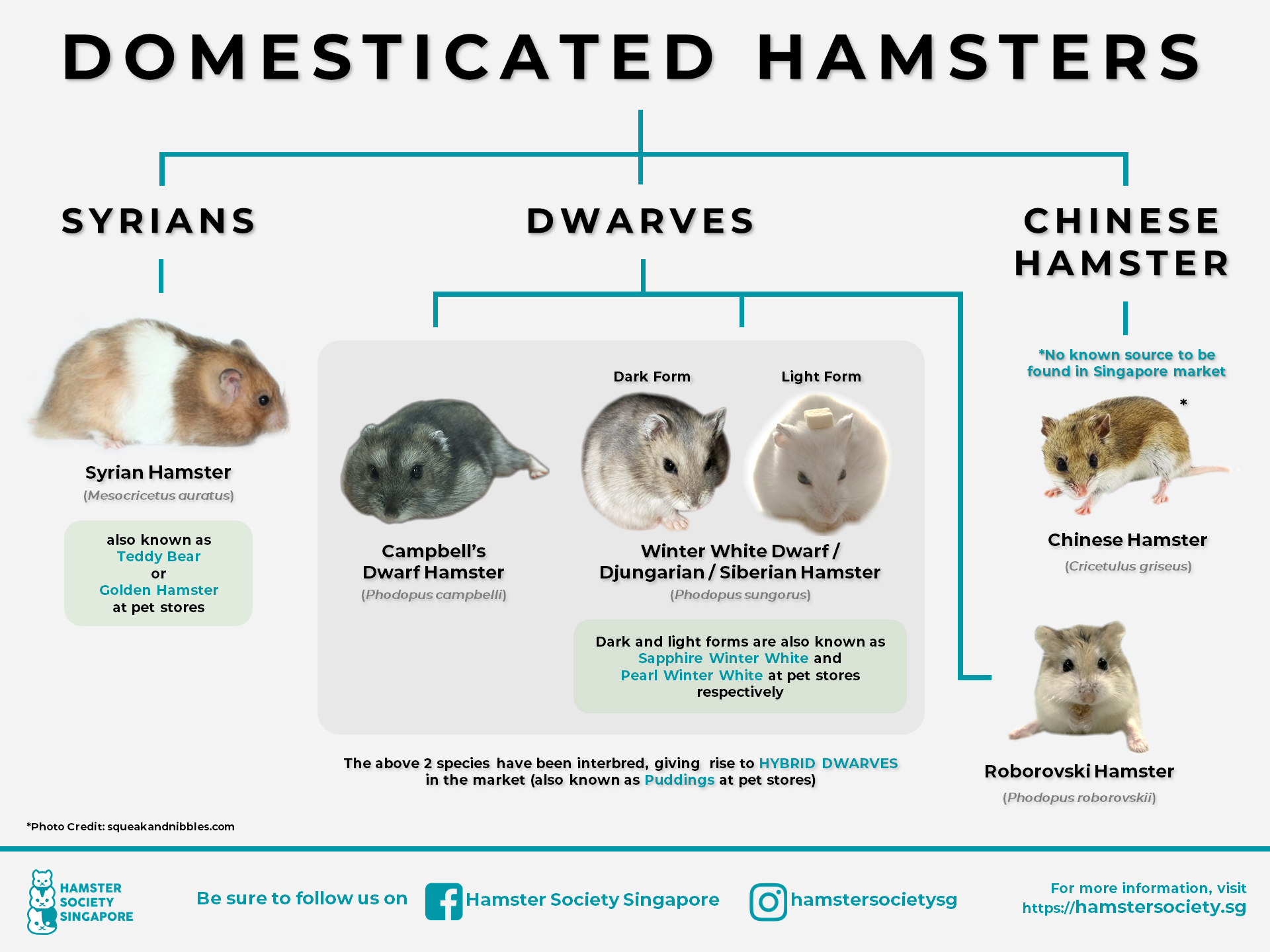 Hamster Species — Hamster Society (Singapore)