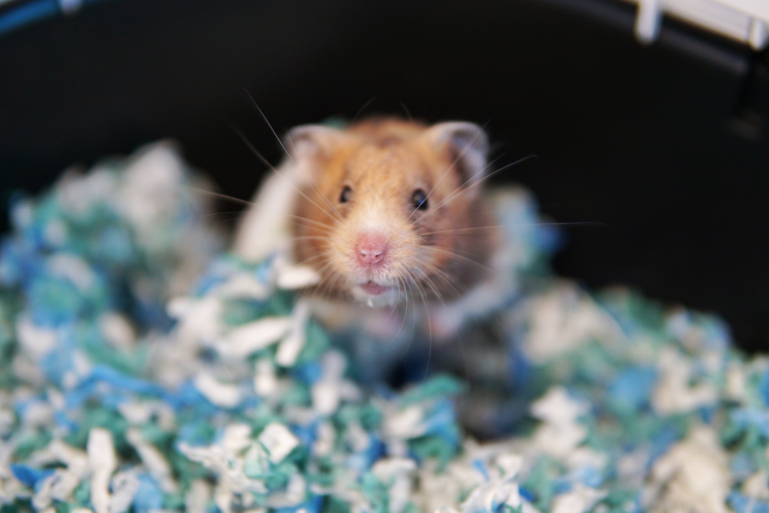 yellow pudding hamster