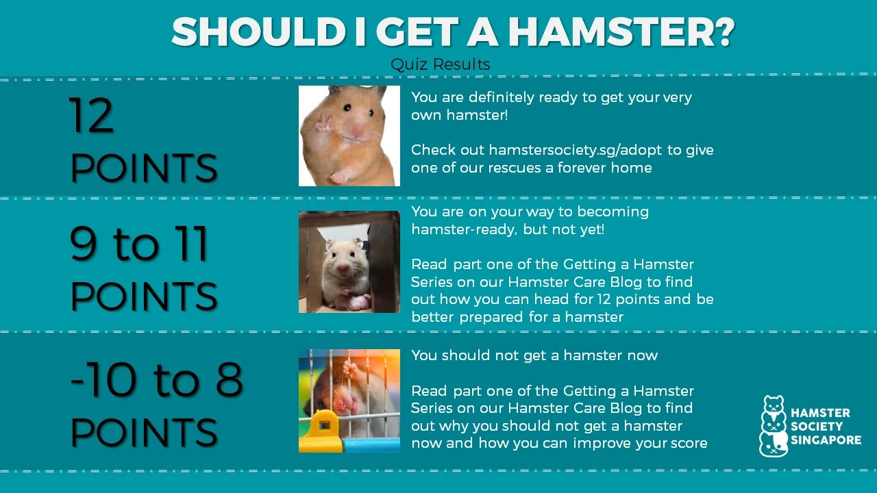 should i get a hamster