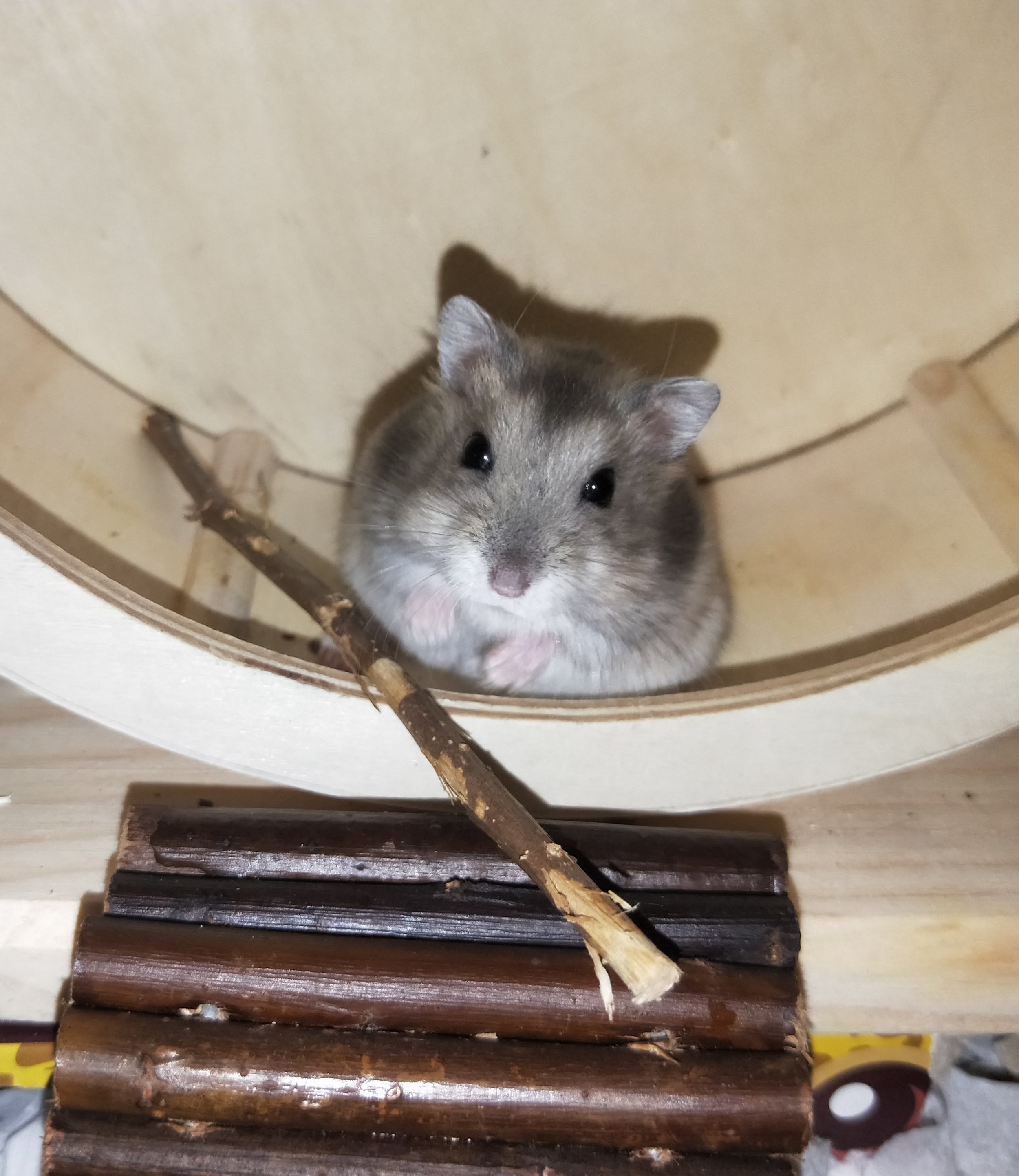 housing hamsters together