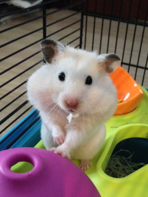 Can Hamsters Be Kept Together Hamster Society Singapore