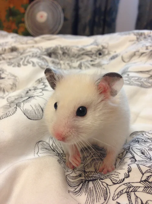 Common Hamster Illnesses Hamster Society Singapore