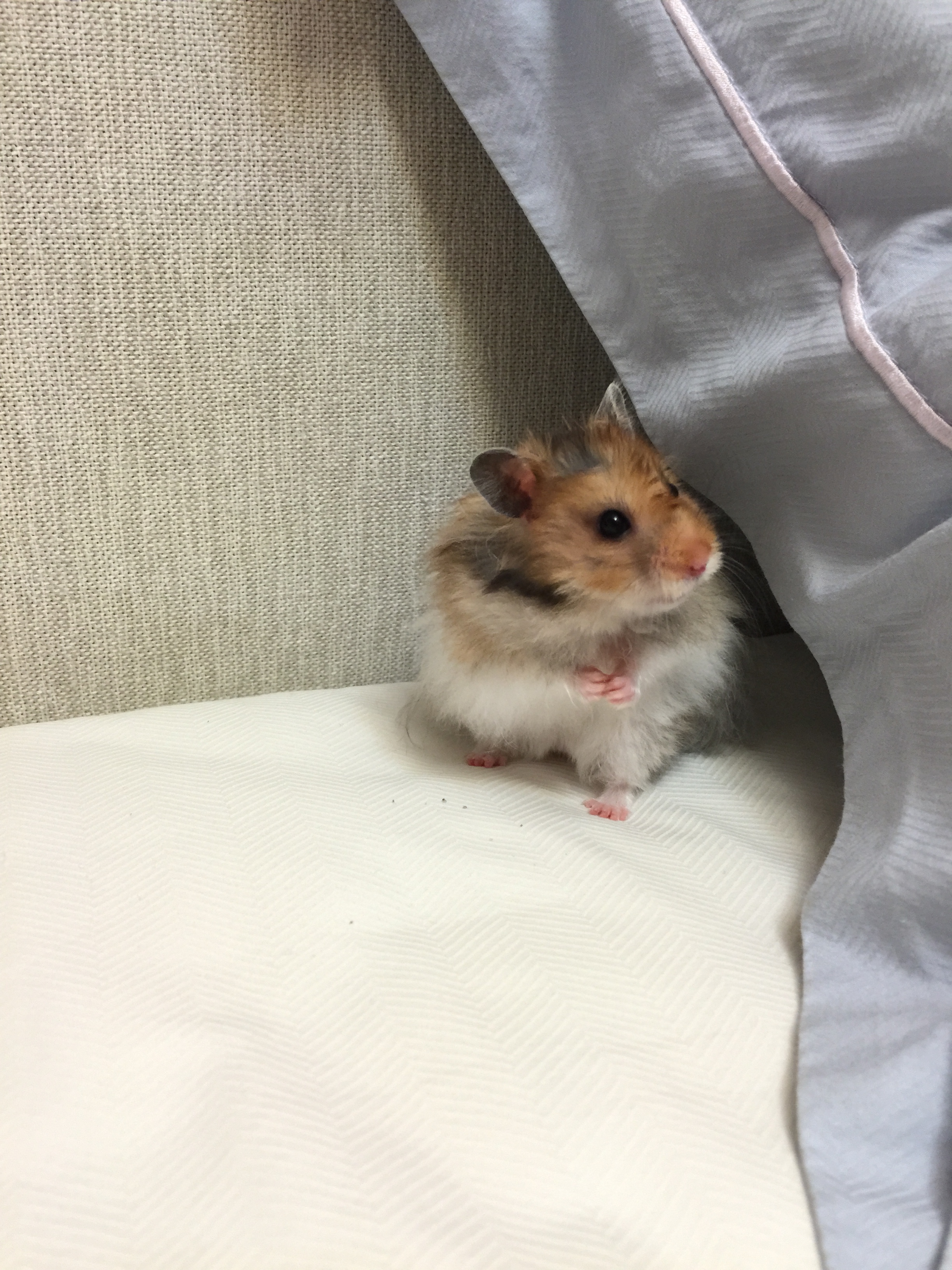 taking hamster to vet