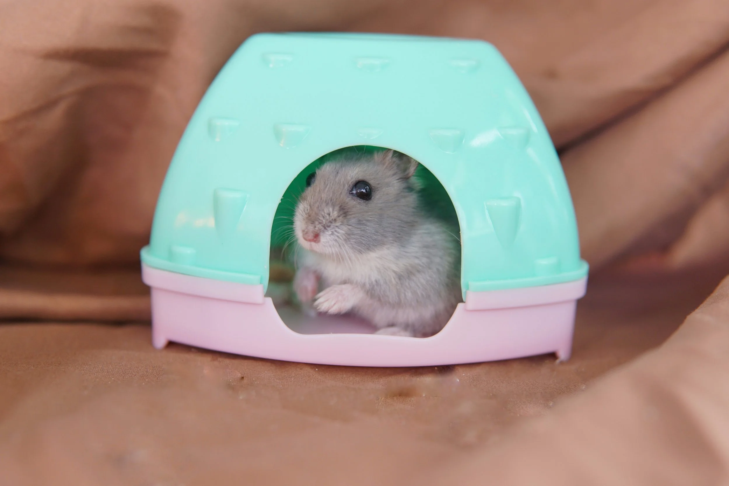 vets near me that treat hamsters