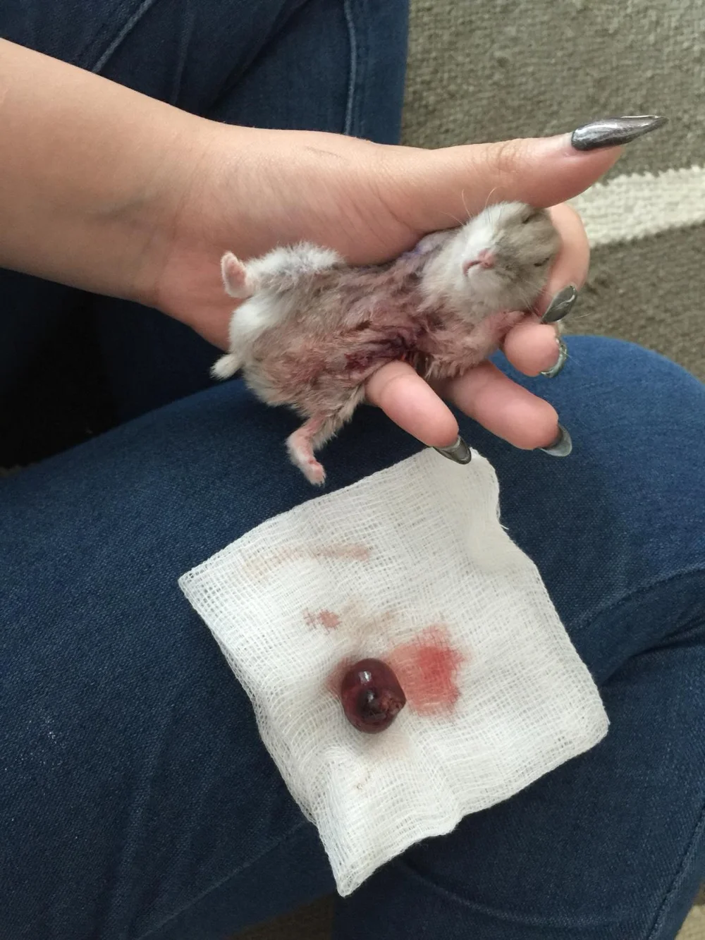 Common Hamster Illnesses Hamster Society Singapore