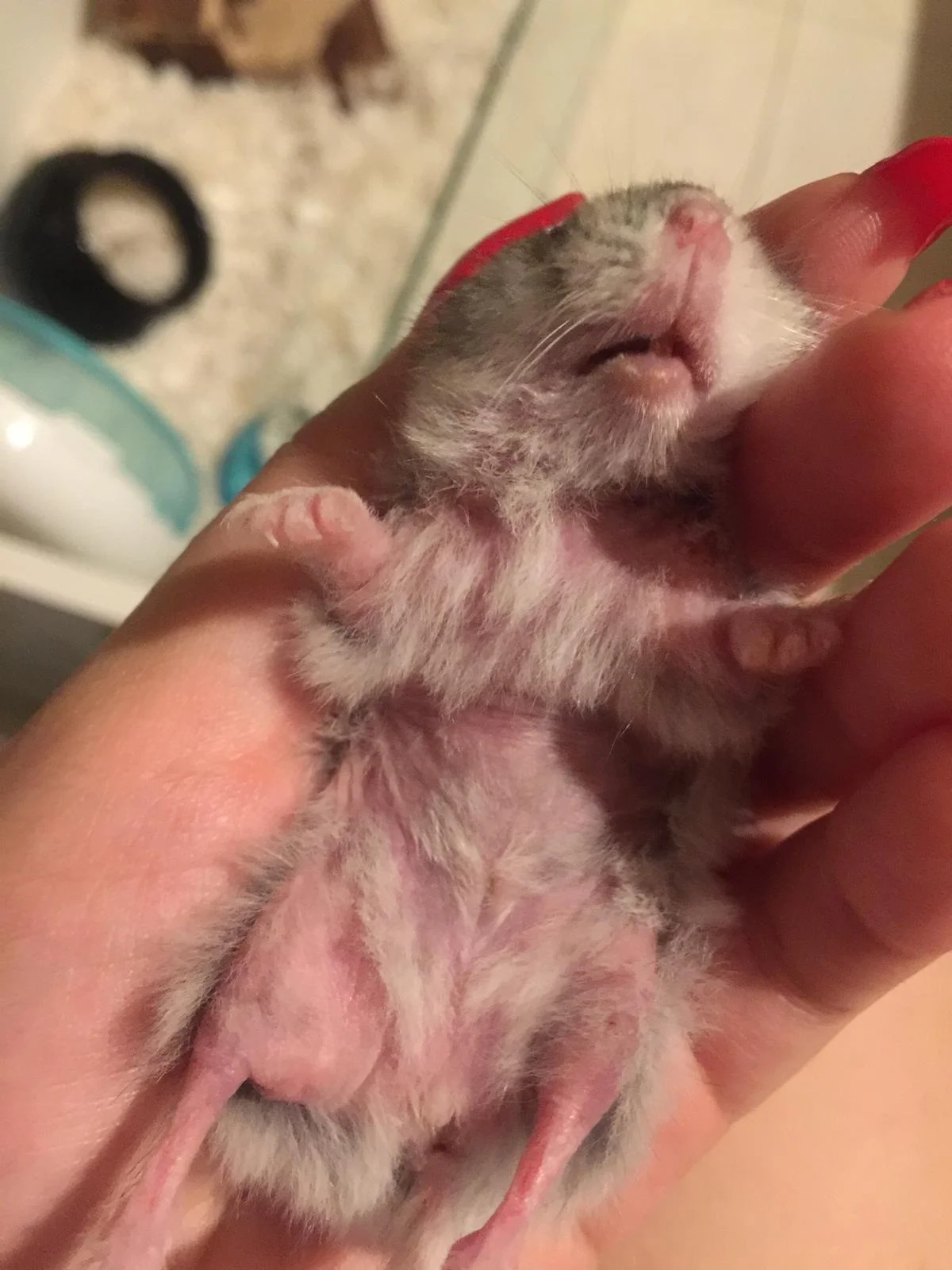 why do hamsters lose their fur