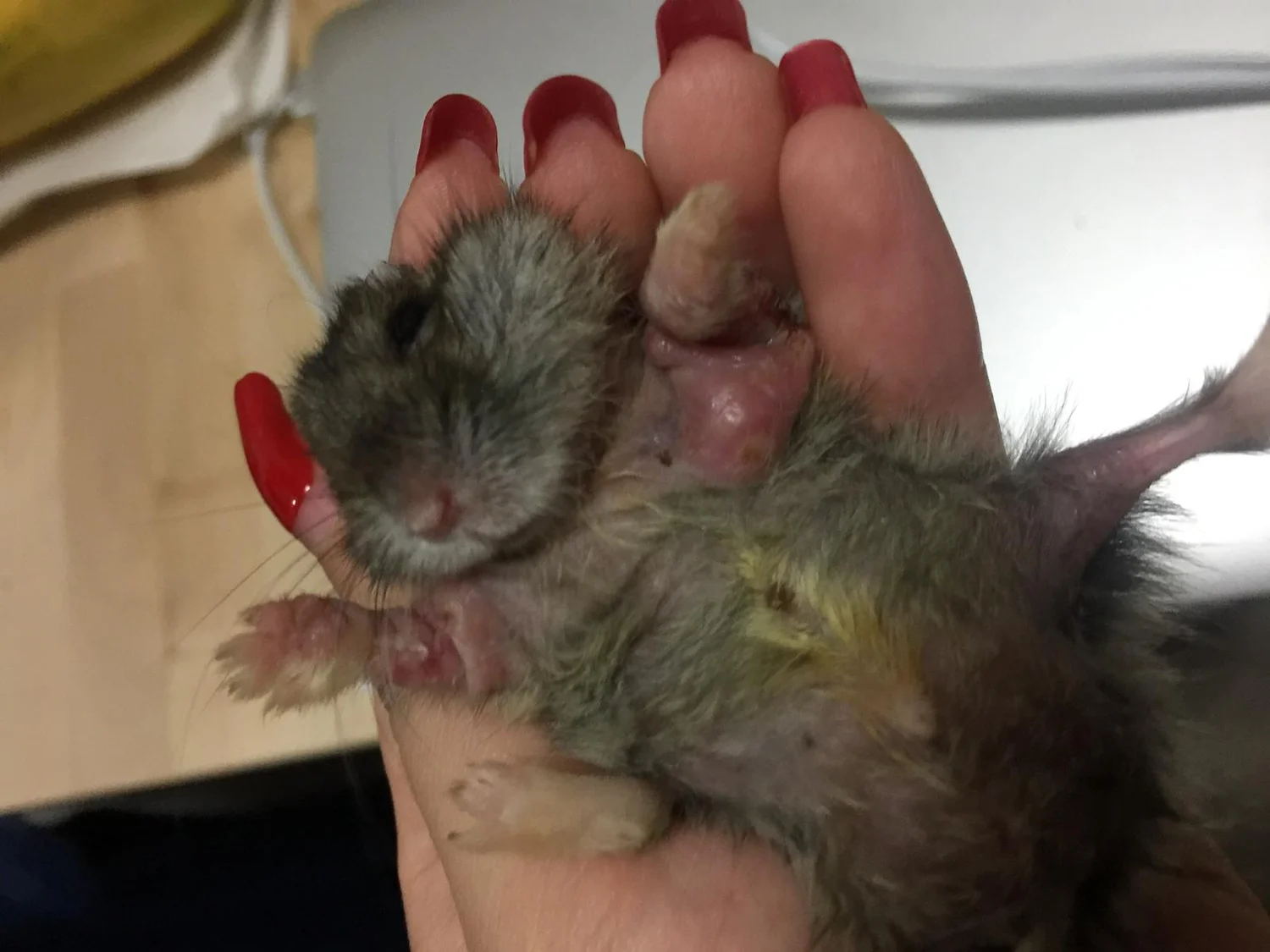 Common Hamster Illnesses Hamster Society Singapore