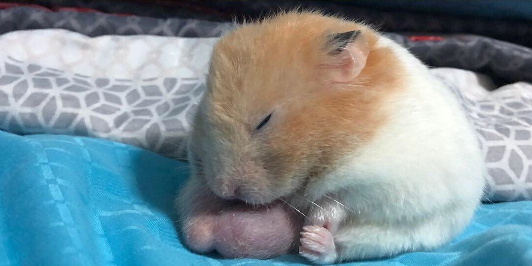 penisuri de hamster de ce este dureros să atingi penisul