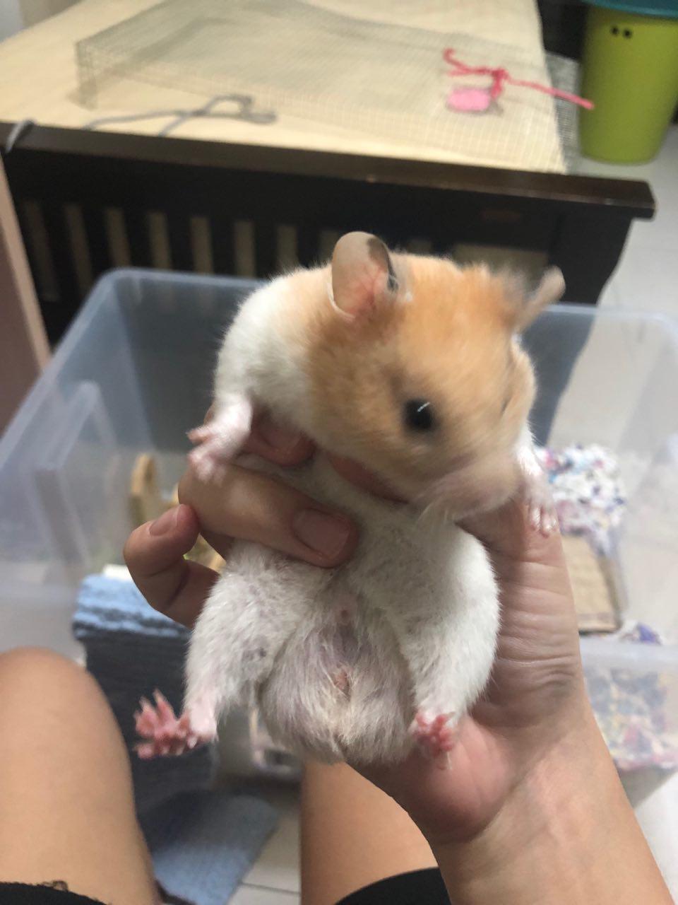 Identifying Gender — Hamster Society (Singapore) image