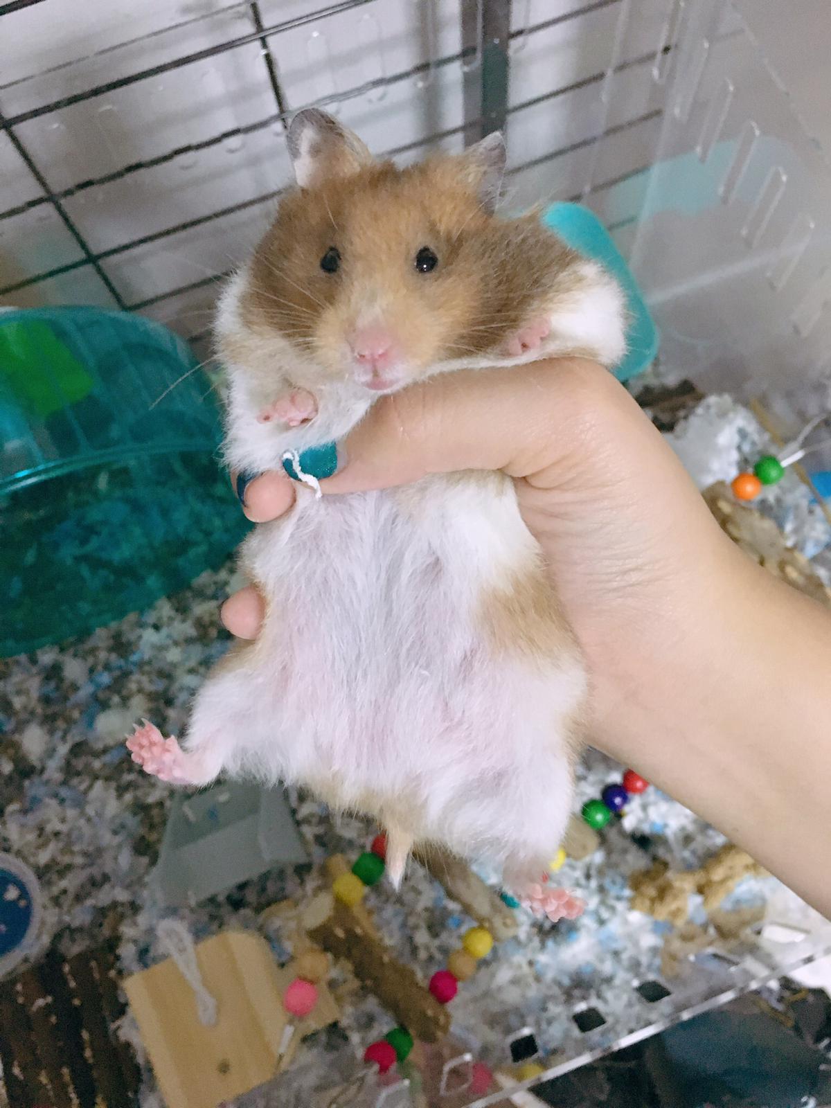 Identifying Gender — Hamster Society (Singapore) picture
