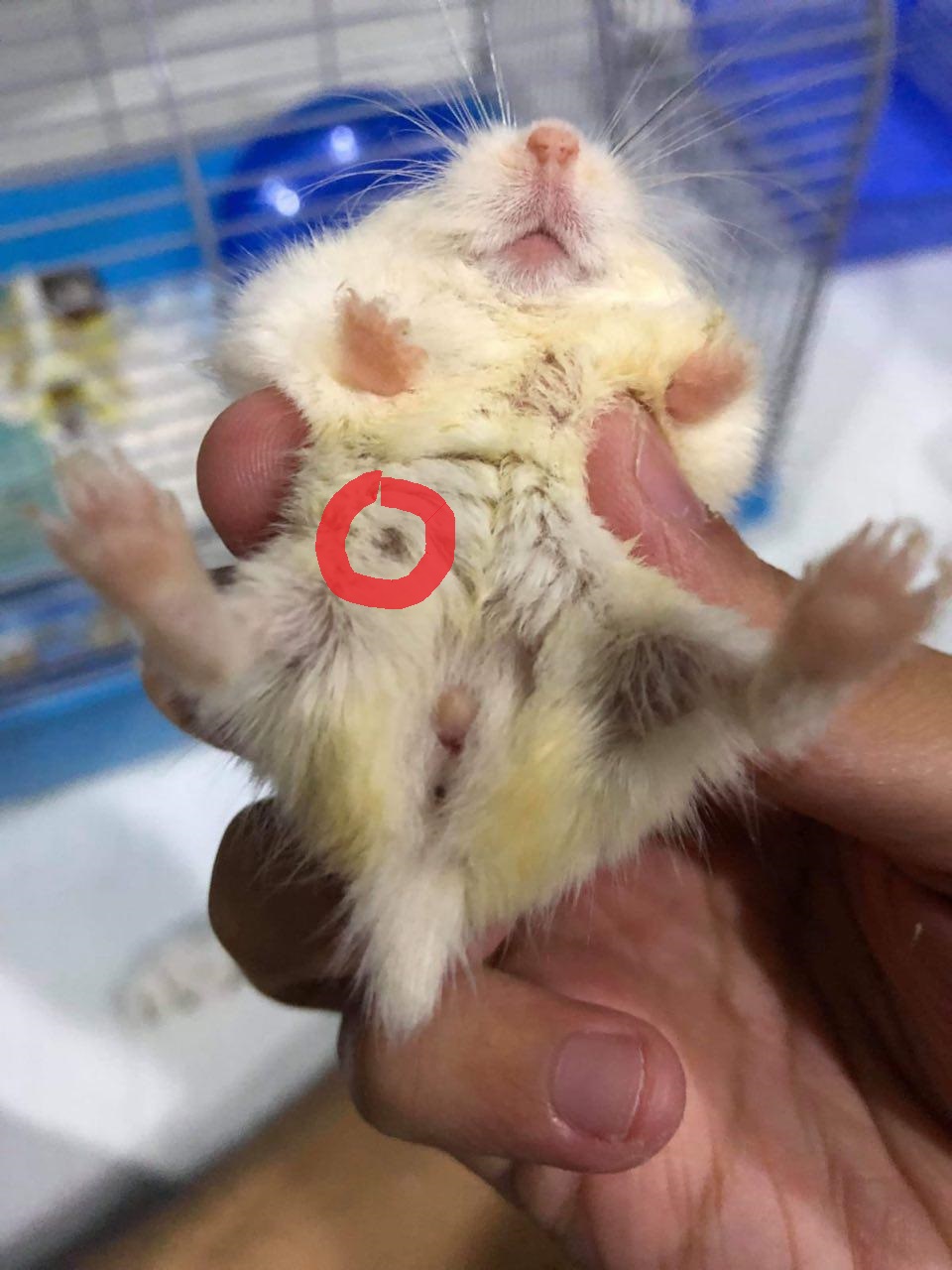 Identifying Gender Hamster Society Singapore
