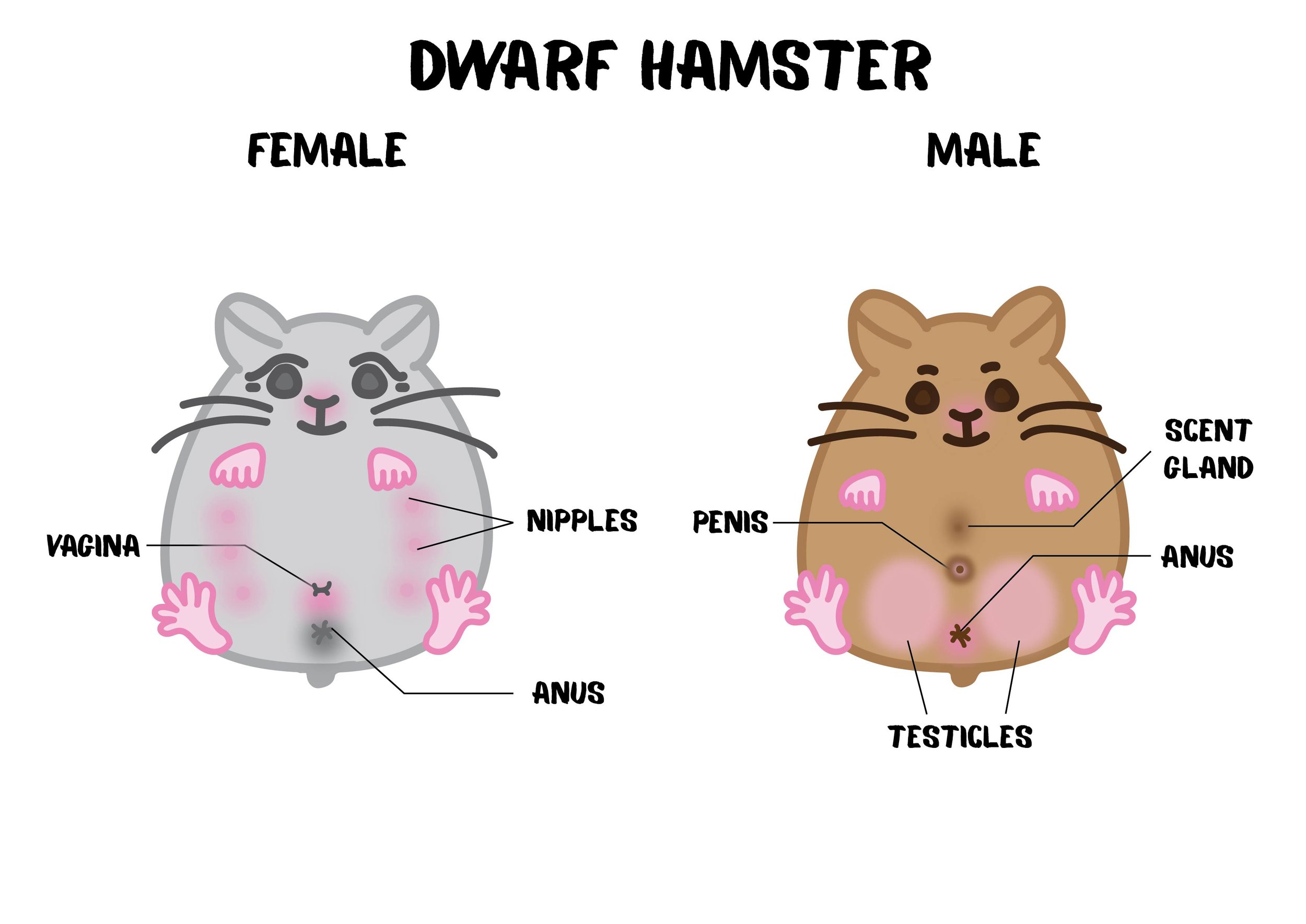 Identifying Gender — Hamster Society (Singapore) pic