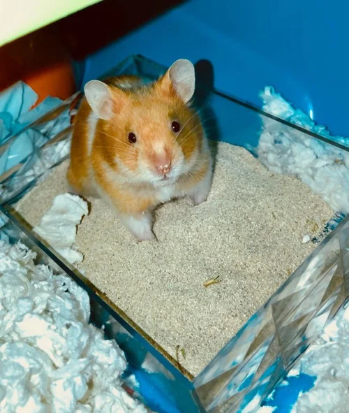 Potty Training Hamster Society Singapore