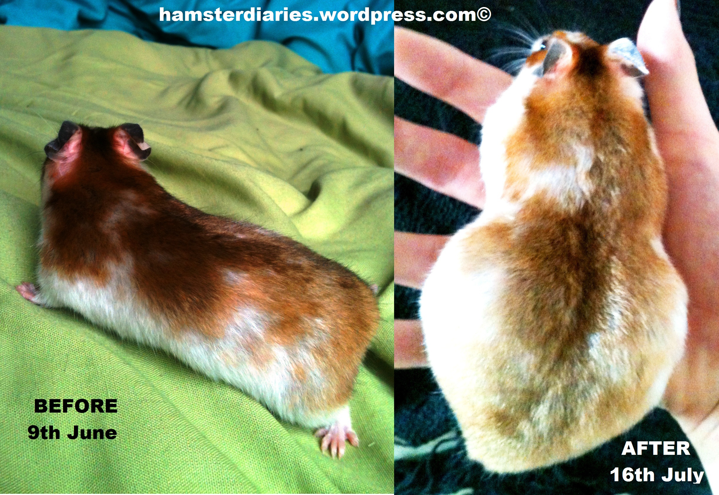 Pregnant Care — Hamster Society 