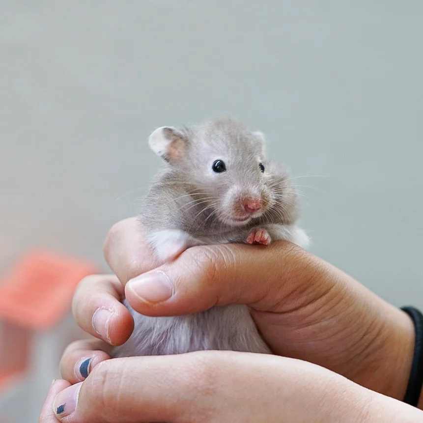 Tapier (Adopted) 