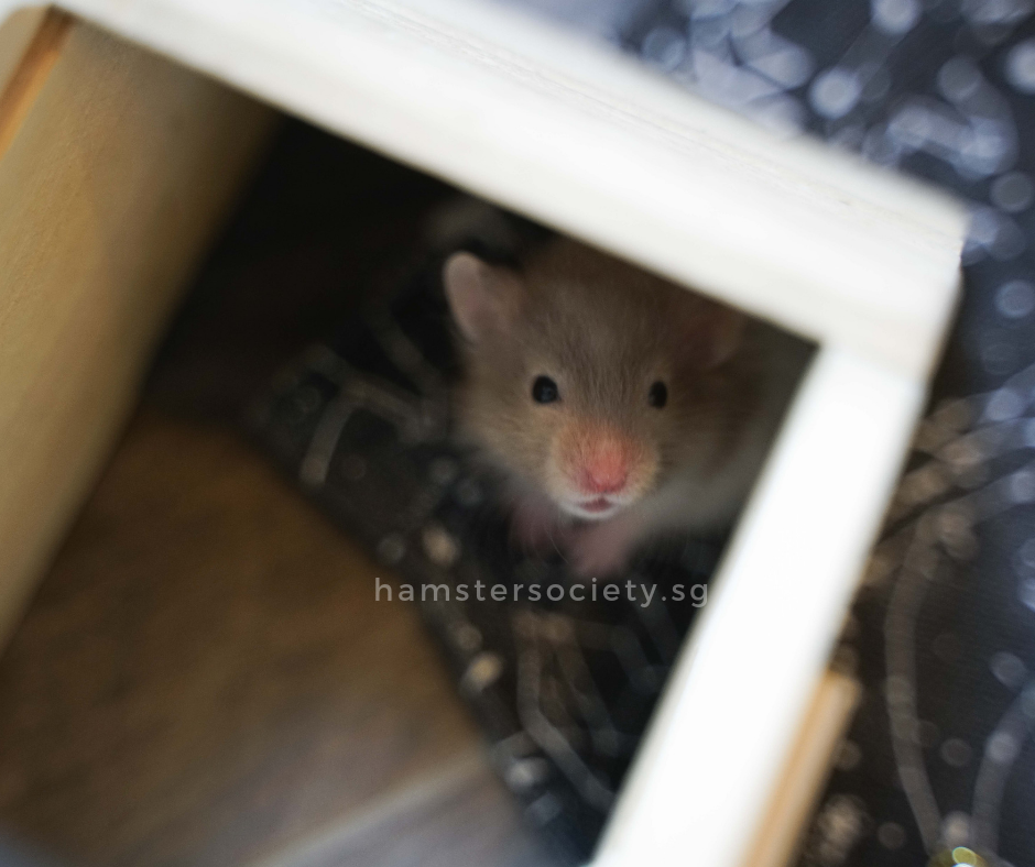 hamstersociety.sg(15).png