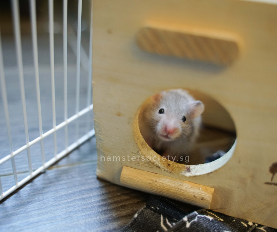 hamstersociety.sg(14).png