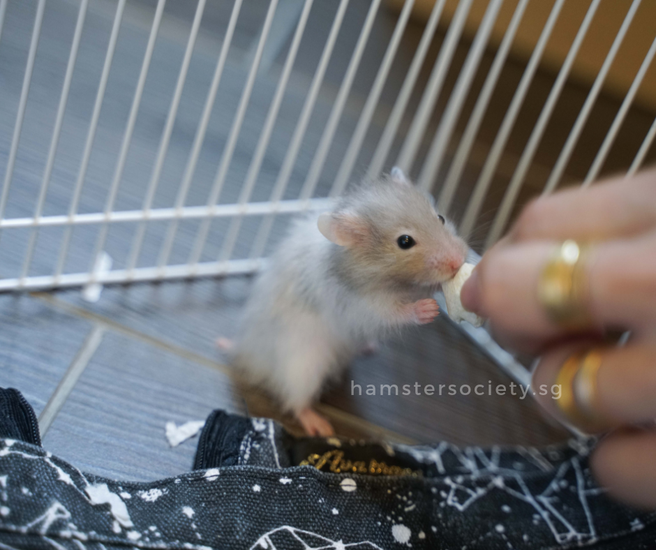 hamstersociety.sg(16).png