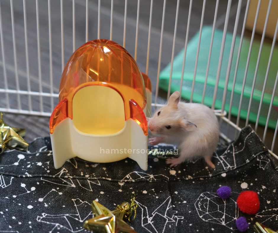 Mouse (Adopted) — Hamster Society (Singapore)