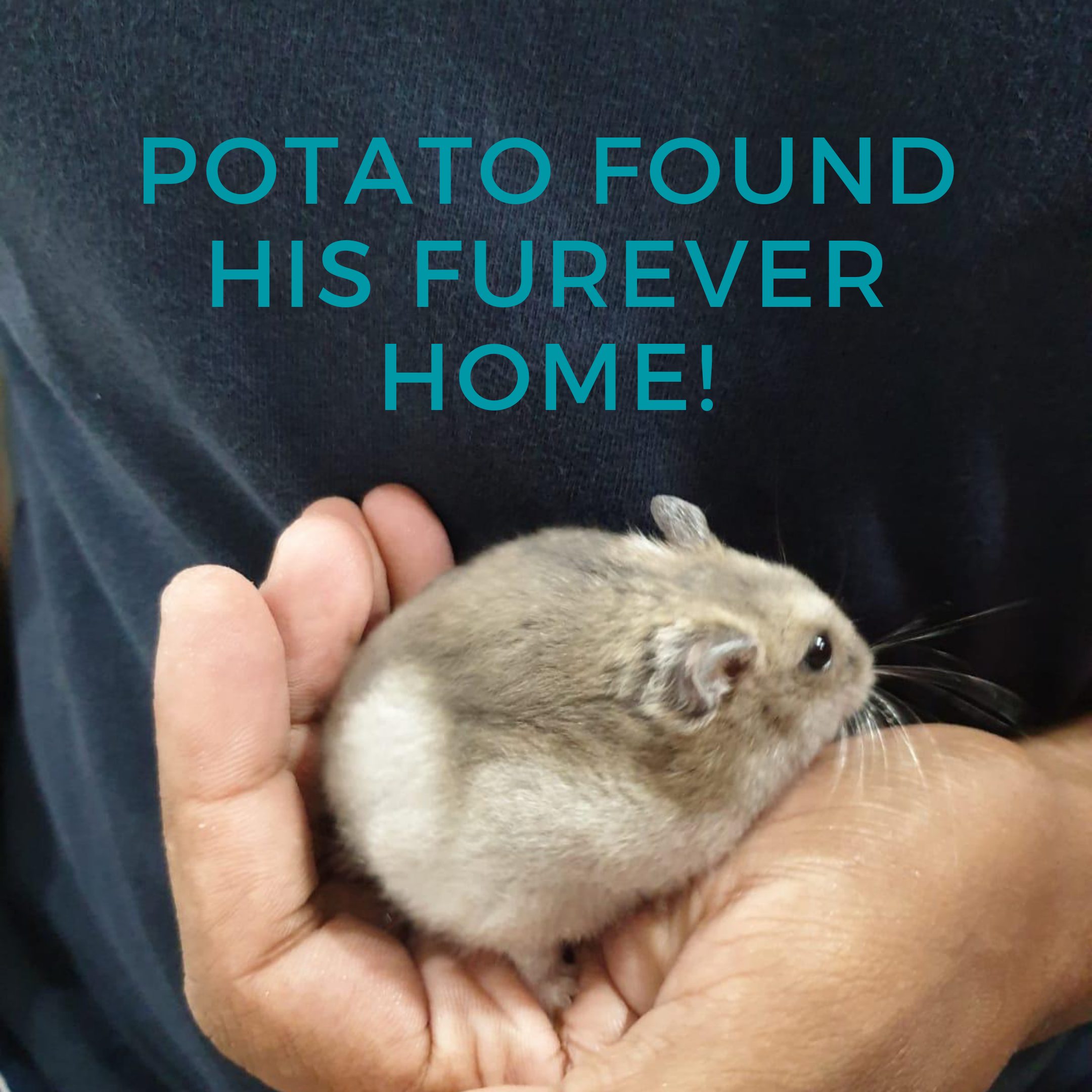 Potato (Adopted)