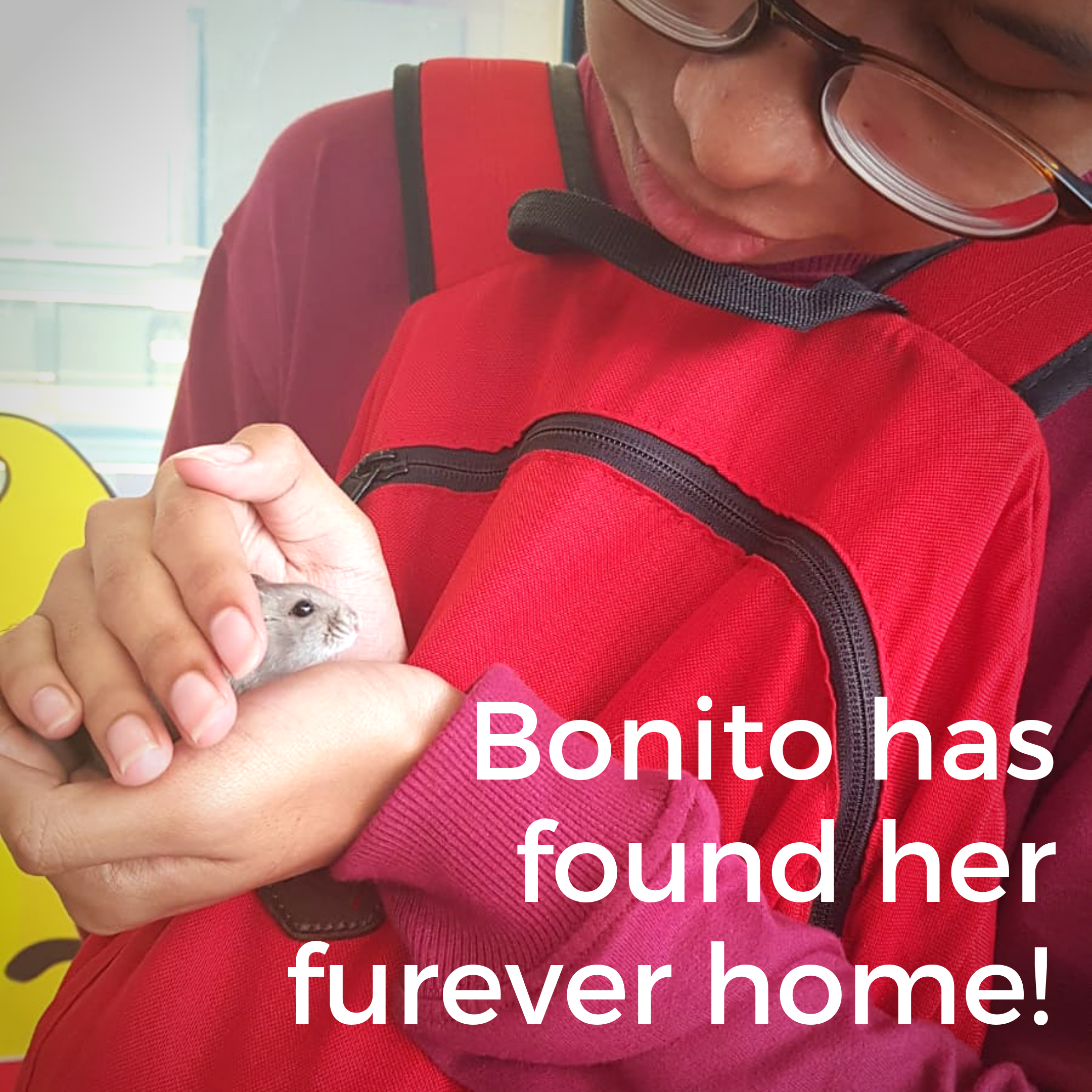 Bonito (Adopted)
