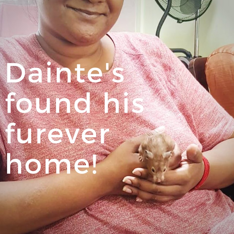 Adopted Dainte.jpg