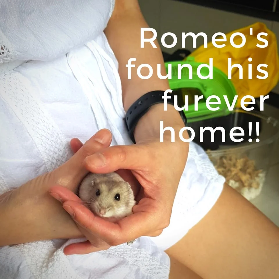 Romeo (Adopted)
