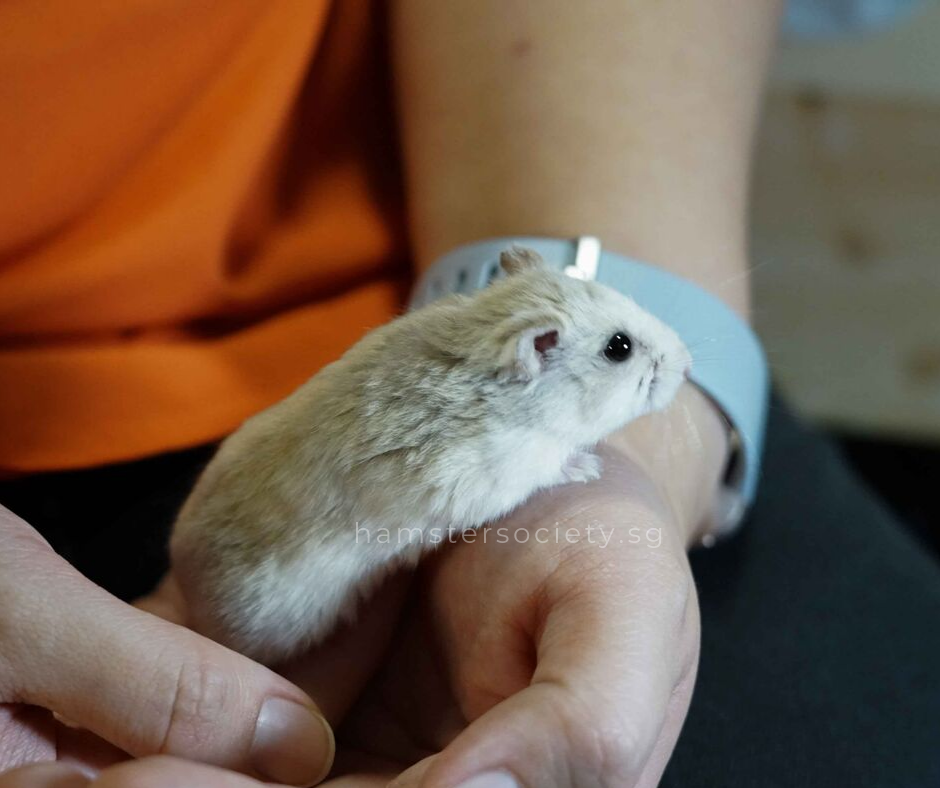 Soybean (Adopted) — Hamster Society (Singapore)
