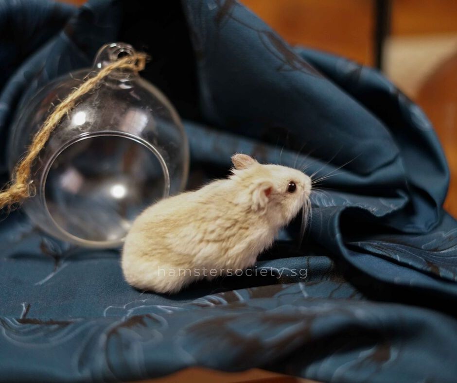 Soybean (Adopted) — Hamster Society (Singapore)