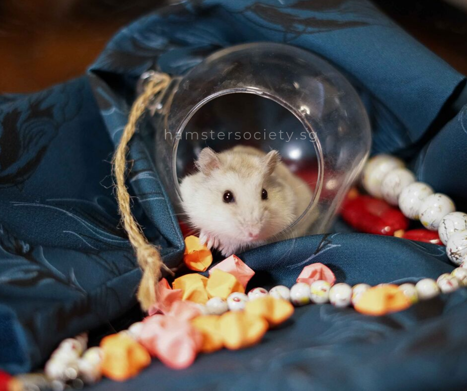 Soybean (Adopted) — Hamster Society (Singapore)