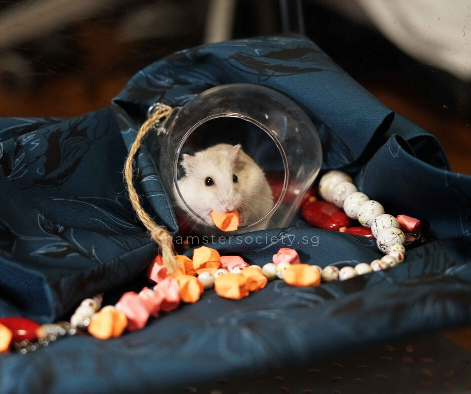 Soybean (Adopted) — Hamster Society (Singapore)