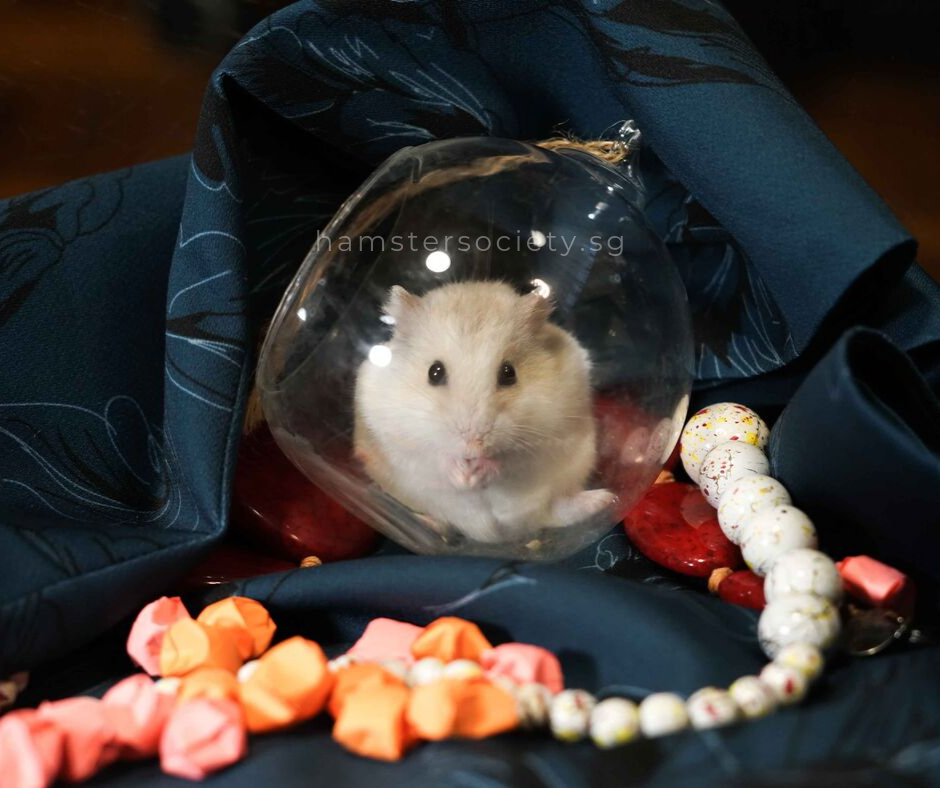 Soybean (Adopted) — Hamster Society (Singapore)