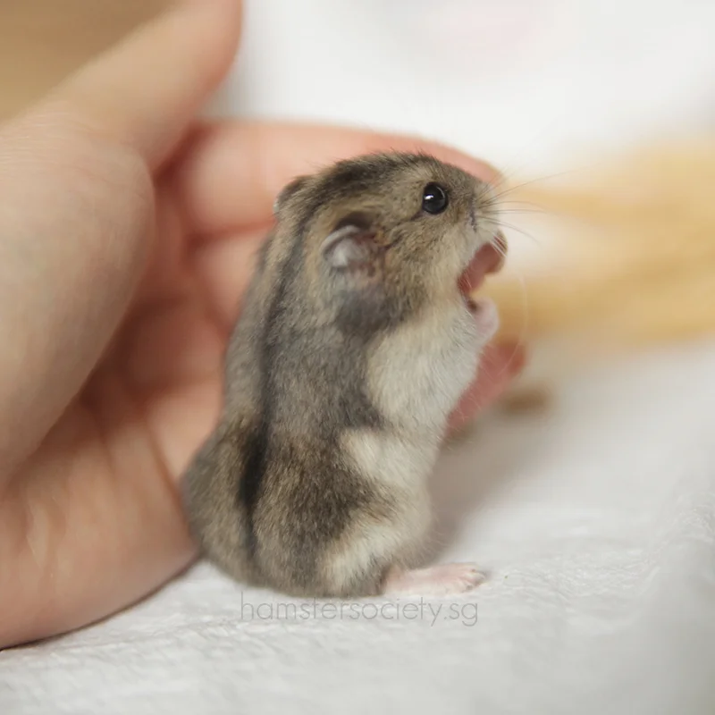 Little Hazelnut (Adopted)