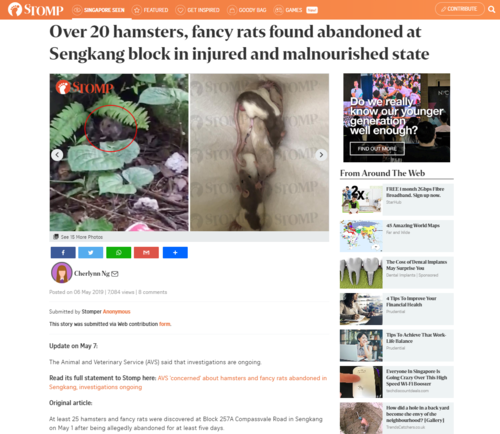 Over 20 hamsters, fancy rats found abandoned at Sengkang block in injured and malnourished state