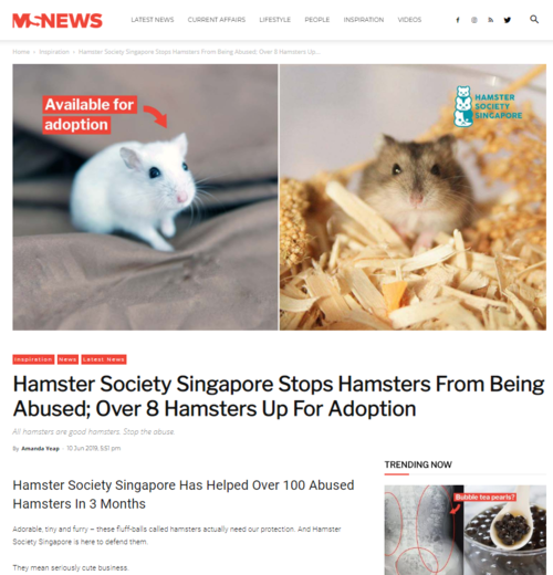 Hamster Society Singapore stops hamsters from being abused; over 8 hamsters up for adoption