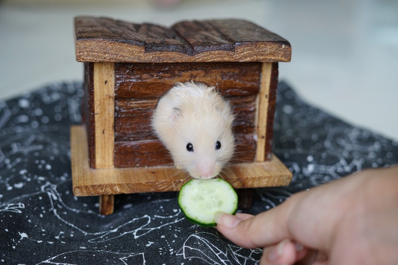 What Should You Know Before Feeding Cucumbers to Your Pet Hamster