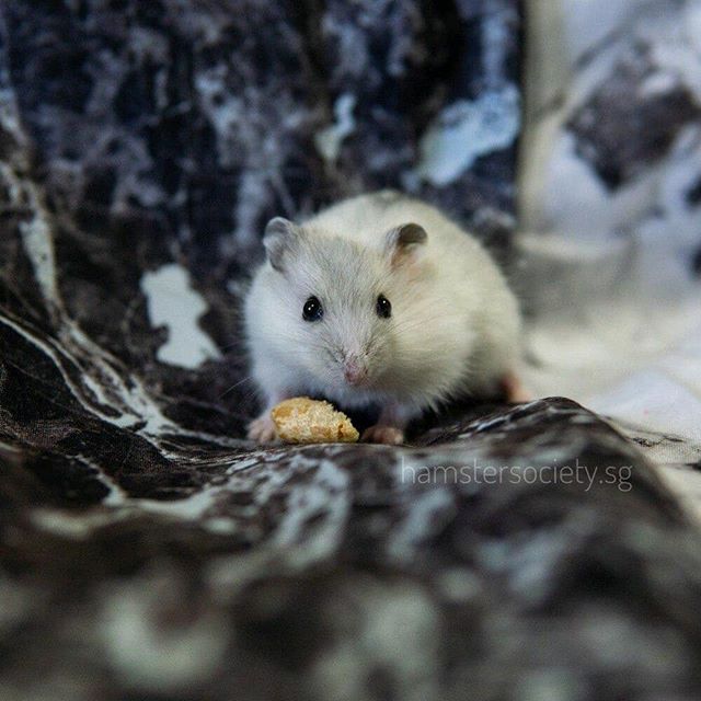 Schweppes is one of four boys from a surprise litter of our rescue hamster, Sprite.⠀ ⠀
 he is active and curious and full of personality. Schweppes will be one of the first hamsters that comes up to sniff out treats and has no qualms about sleeping o