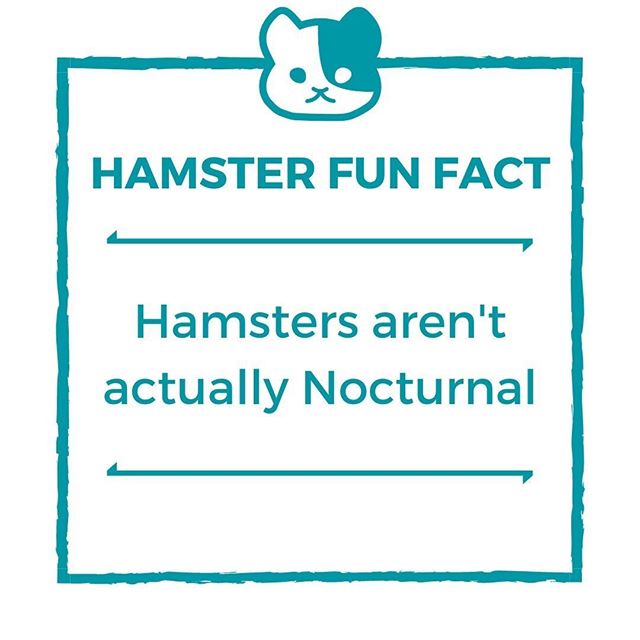 While some are especially energetic at night, the small mammals like hamsters are generally crepuscular, which means they're most active during twilight hours. (aka early mornings and late evenings)⠀ ⠀
Experts say that they're probably that way becau
