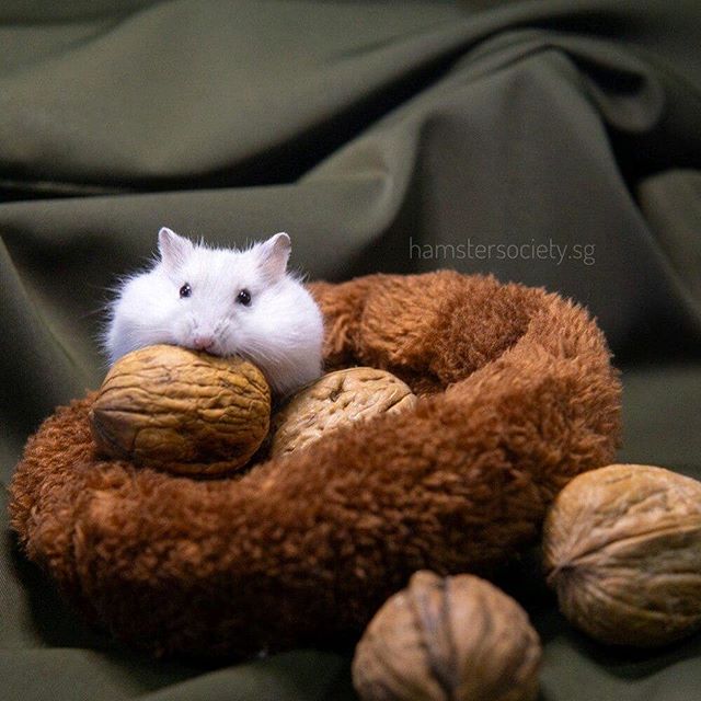 7-Up💚 is one of four boys from a surprise litter of our rescue hamster, Sprite. ⠀ ⠀
7-Up is an active little hamster who loves to eat😂 Just like his identical twin, Schweppes, 7-Up always wants to know what&rsquo;s up. He loves exploring and is one